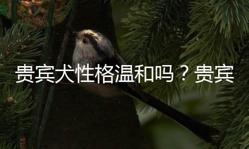 贵宾犬性格温和吗？贵宾犬怎么养？